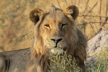 Lions in wild savannah , Africa