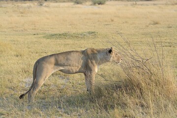 Naklejka premium lion in the wild savannah , Africa 
