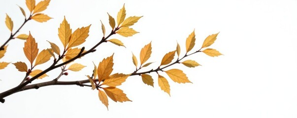 Leafy branches with delicate stems isolated on white background, nature, brown