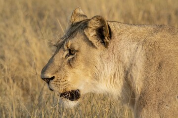 lion in the wild savannah , Africa 