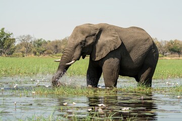elephant in wild savannah , Africa