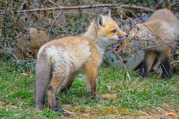 Baby foxes playing