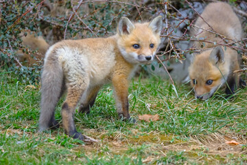 Baby foxes playing