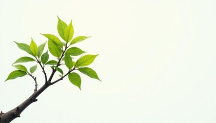Obraz premium Single branch on white background exposed to light, tree, texture, light
