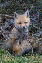 Baby foxes playing