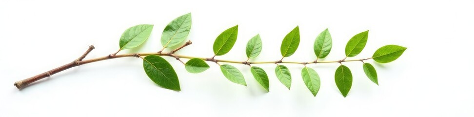 Fototapeta premium Single branch with leaves and twigs isolated on white background, leaf, foliage, serene