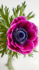pink and purple flower