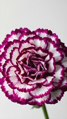 carnation on a white background