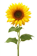 Fototapeta premium Close-Up of a Beautiful Sunflower with Bright Yellow Petals Against White Background, Symbolizing Happiness and Optimism, Perfect for Spring and Summer Seasons