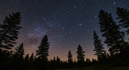Fototapeta premium Starry Night's Embrace: A Celestial Symphony Above the Silhouetted Pines