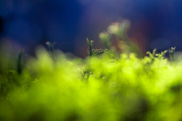 Macro of organic lichens or moss on the forest natural ground or floor landscape. Symbiotic...