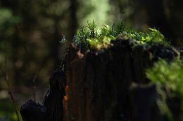 Lichens or moss on a tree stump in the forest. Symbiotic community of mycobiont and photobiont....