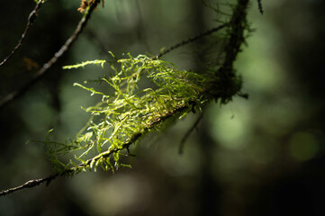 Organic lichens or moss on a branch in the forest. Symbiotic community of mycobiont and photobiont. Fungi and algae.