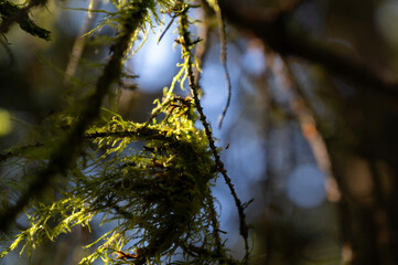 Organic lichens or moss on a branch in the forest. Symbiotic community of mycobiont and photobiont. Fungi and algae.