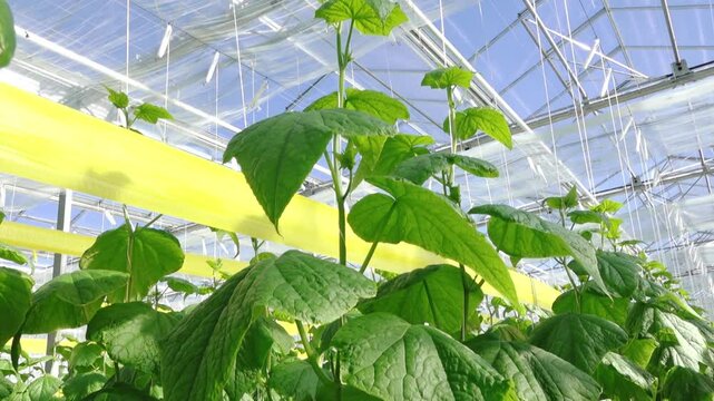 Rows of healthy cucumber plants with large green leaves thrive in a controlled greenhouse environment under diffused natural light, supported by vertical strings.