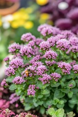 Obraz premium Vibrant Purple Flowers with Bee Close Up Nature Photography