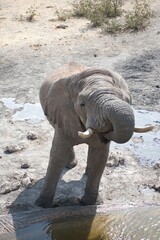 Wild elephant in savanna , Africa
