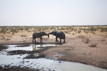 Obraz premium wild elephant in savanna,Africa