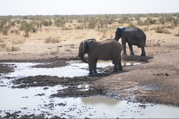 elephant in wild savanna , animal of africa