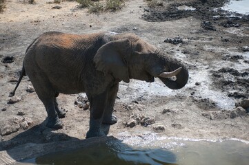elephant in wild savanna , animal of africa