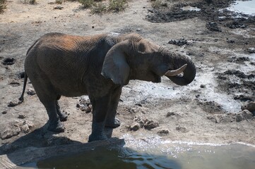 elephant in wild savanna , animal of africa