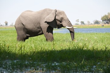 elephant in wild savanna , Animal of africa