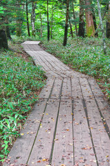 日光 （奥日光）　戦場ヶ原ハイキング　　コピースペースあり（日本栃木県日光市） Nikko (Okunikko) Hiking in Senjogahara (Senjogahara Marshland) with copy space  (Nikko City, Tochigi Prefecture, Japan)
