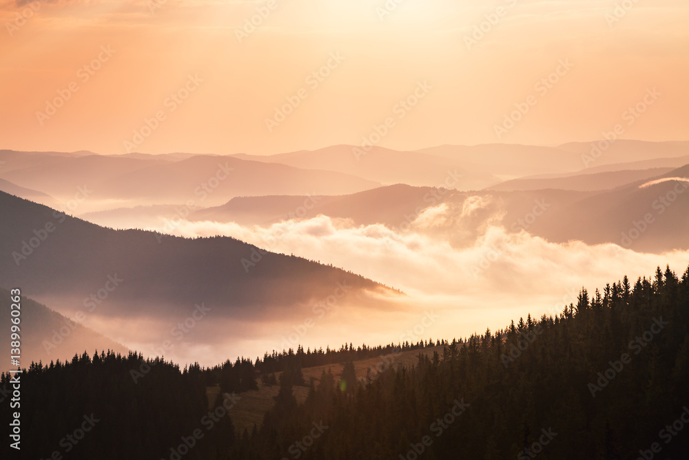 Poster thick fog envelops coniferous trees and silhouettes of mountains in the dawn light. carpathian mount
