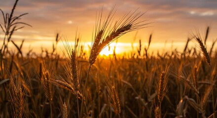 Golden hour illuminates expansive wheat field, showcasing nature's beauty and bounty