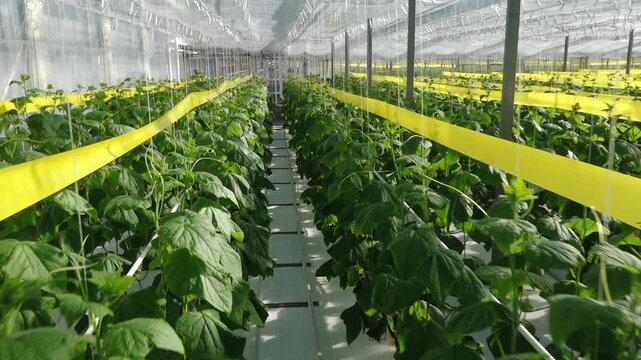 Rows of healthy cucumber plants with large green leaves thrive in a controlled greenhouse environment under diffused natural light, supported by vertical strings.