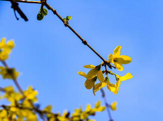 yellow spring flowers