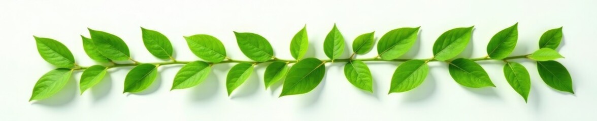 Fototapeta premium Green tea leaves on white surface with shadows, shadow, isolated