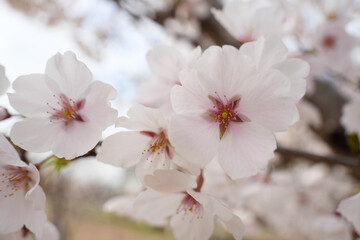벚꽃이 화사한 날