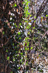 spring in the garden