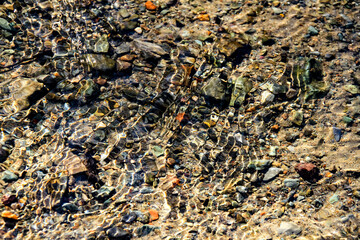 ants on the ground