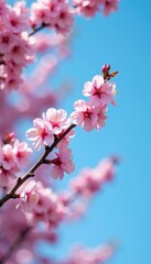 pink cherry blossom tree branch against clear blue sky, trees, cherry blossoms, flowers