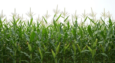 Obraz premium Lush cornfield under a bright sky exhibiting agricultural abundance and growth