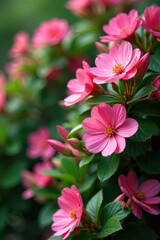 Fototapeta premium Pink petals unfurl on a dense pink flowering shrub, lush greenery, shrub,