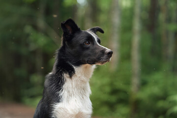 A Border Collie poses confidently in the shaded area of a dense forest path. The soft light and rich greenery highlight the dog focused demeanor and sleek fur.