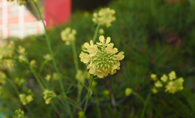 유채꽃이 필 때