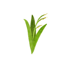 Watercolor Illustration: Delicate Green Plant with Tiny Yellow Blooms