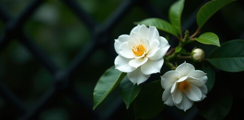 Fototapeta premium White camellia blooms in the shadows of a black trellis, trellis, pure, dark