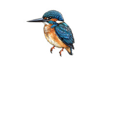 Illustration of a kingfisher bird with blue and orange plumage art