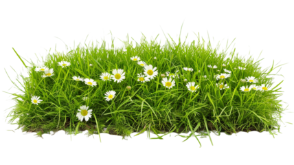 Green grass with wild flowers daisy on transparent background.

