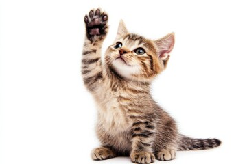 Obraz premium Adorable tabby kitten reaching up playful paw raised high against a bright white background