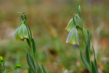 Fritillaria 1395
