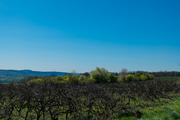 Naklejka premium Scenic vineyard landscape under a clear blue sky in the countryside during early spring