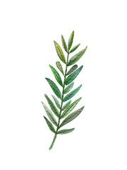 Watercolor Sprig: Delicate Green Foliage Illustration