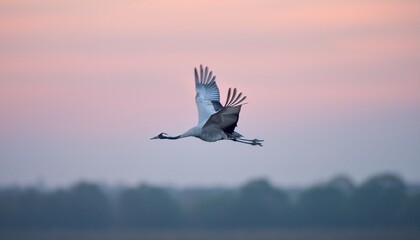 Obraz premium 鶴が空に羽ばたいている