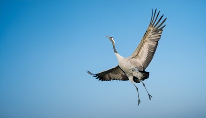 Obraz premium 鶴が空に羽ばたいている